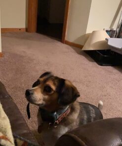 UPGRADED Q6 Rechargeable Bark Collar - Smart Barking Detection Module w/Triple Stop Anti-False Modes: Beep/Vibration/Shock for Small, Medium, Large Dogs & Breeds - IPx7 Waterproof (15-120 LBS) 44 7156fPpnoL