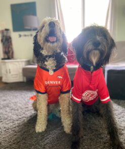 NFL Denver Broncos Dog Jersey, Size: X-Large. Best Football Jersey Costume for Dogs & Cats. Licensed Jersey Shirt 30 7156nzjXFpL