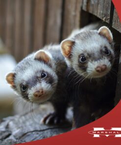 Marshall Pet Products Natural Complete Nutrition Premium Ferret Diet Food with Real Chicken Protein, Highly Digestible, 4 lbs 4 Pound (Pack of 1) 10 7157hb1earL