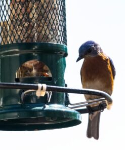 Squirrel Buster Standard Squirrel-proof Bird Feeder w/4 Metal Perches, 1.3-pound Seed Capacity, garden green 33 7157uBhzDL