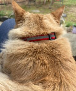 Upgraded Version - Reflective Cat Collar with Bell, Set of 6, Solid & Safe Collars for Cats, Nylon, Mixed Colors, Pet Collar, Breakaway Cat Collar Charms, Free Replacement 31 7158Y7SkEBL 1