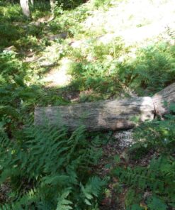 Greenworks 40V 16" Brushless Cordless Chainsaw (Great For Tree Felling, Limbing, Pruning, and Firewood / 75+ Compatible Tools), 4.0Ah Battery and Charger Included 16" (4.0Ah) Gen 1 59 715B0yCcvsL