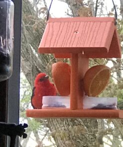 Songbird Essentials Bird Berry Jelly 20 Oz Purple 23 715BC2mcdaL