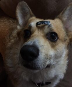 DYMO 3D Plastic Embossing Labels for Embossing Label Makers, White Print on Black, 3/8'' x 9.8', 3-roll Pack (1741670) Assorted Embossing Labels Tape 29 715FH5 6YcL