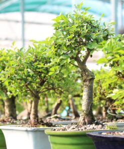 Alternative view of Brussel's Live Chinese Elm Outdoor Bonsai Tree - 5 Years Old; 6" to 8" Tall with Decorative Container Small CERAMIC POT