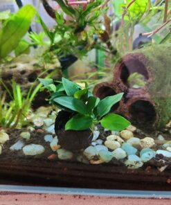 (Anubias Nana Petite Lava Stone) Anubias, Java Fern, Moss and More! Freshwater Live Aquarium Plants on Driftwood for Aquatic Tropical Fish Tank Decorations - Easy to Drop by Greenpro Anubias Petite Lava Stone 42 715O4xJ HL