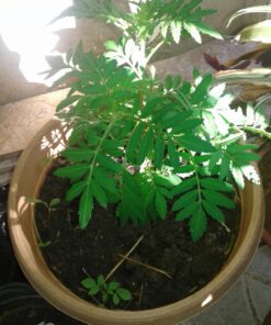 French Marigold Sparky Mix Seeds, Over 5,000 Seeds by Seeds2Go 38 715QE5U5AKL