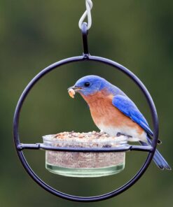 Mosaic Birds Hummble Basic Bird Feeder, M045-200, 3.4 Ounce Capacity, Clear, 1 Piece 30 715TfDIR05L