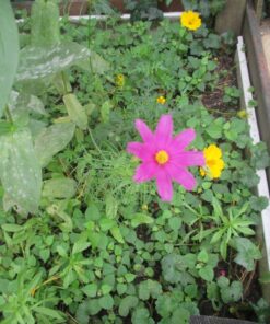 Monarch Butterfly Rescue Wildflower Seed Packet Bulk Open-Pollinated Wildflower, No Fillers, Annuals, Perennials and Milkweed Seeds for Monarch Butterfly1oz 49 715UhY7ukNL