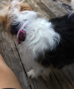 Maxshop Dog Grooming Kit, Low Noise Rechargeable Dogs Shaver Clippers Electric Quiet Dog Hair Trimmer for Dogs and Cats with Comb Guides Scissors Nail Kits (Gold Black) Gold Black 77 715Wgi1PunL