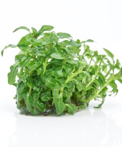 Staurogyne Repens Tissue Cultured - Foreground Aquarium Plant 36 715YCBhPCzL