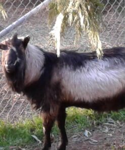 Goat Lords - Most Addicting Card Game for Adults, Teens, Kids (Boy and Girl) Ages 7 and Up. Family Board Games, Fun Game, Card Games for Families or Family Game Night! A Great Gift Idea! Original 26 715bmGYlduL