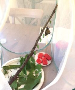 Trasfit Pop-up Insect and Butterfly Habitat Cage Terrarium - 24 Inches Tall 39 715dkHizjiL