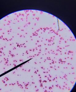 AmScope M162C-2L-PB10-WM-SP14-50P100S 40X-1000X Beginners Microscope Kit for Kids & Students w/Complete Science Accessory Kit + World of The Microscope Book 65 715eiVvsWEL