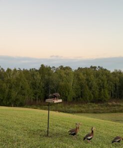 Nature's Way Bird Products CWF3 Cedar Platform Tray Bird Feeder 12" x 12" 12" x 12" 30 715esXnaouL