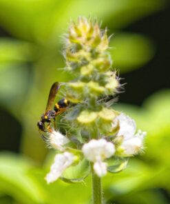 VILTROX EF-EOS M2 Speed Booster 0.71x Canon EF Lens to EF-M Mount Speedbooster for Canon m50 ii m6 ii m200 m50 m6 m5 EF to EOS M (speedbooster) 67 715gWWCzbZL