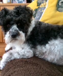 Soft Club 100% Pure Boar Bristle Wave Hair Brush durag Man White 1 Count (Pack of 1) 15 715hcwbjOgL