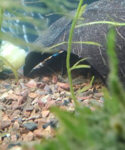 SunGrow Coconut Aquarium Shrimp Cave, Small Fish Tank Aquarium Decorations Accessories, Comfortable Shelter and Breeding Area for Crustaceans, Fish Hideout Aquarium Décor for Spawning 25 715jAR5YfL