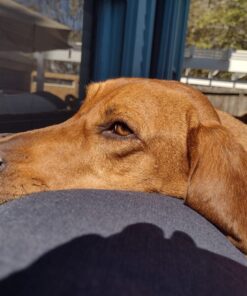 Nylabone Healthy Edibles All-Natural Long Lasting Bacon Flavor Chew Treats 1 count pack of 3 Bacon Small/Regular 3 Bacon Dog Treats 3 Count (Pack of 1) 30 715lRHLJuJL