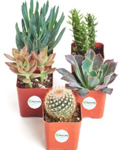 Shop Succulents | Assorted Collection of Live Succulent Plants, Hand Selected Variety Pack of Mini Succulents | | Collection of 5 in 2" pots 14 715mVO71haL