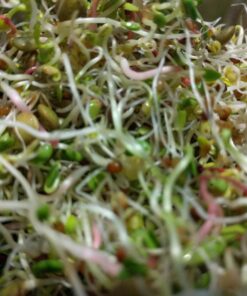 Todd's Seeds® Broccoli and Friends Sprouting Seed Mix, One Pound 41 715n4tTWUL