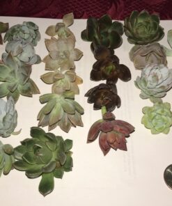 Succulent Rosette Cutting Pack- Brighten Up Your Garden with A Wide Variety of Healthy Rosette Succulent Plants Ready to Be Rooted by Jiimz (25 Pack) 25 Pack 13 715osm4sK6L