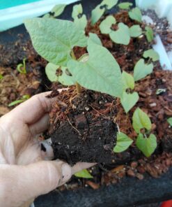 Ladbrooke Genuine Soil Block Maker - Mini 4 Hand Held - Most Popular Soil Blocking Tool, Made in England 38 715r0fafYRL