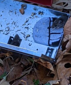 Victor M310S Tin Cat Multi-Catch Live Mouse Trap - Indoor and Outdoor Humane Catch and Release 1 Trap 27 715rsQtECDL