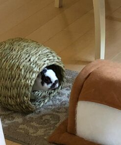 Oxbow Animal Health Timothy Hay Bungalow - Large Large (Pack of 1) 31 715uDaGT kL