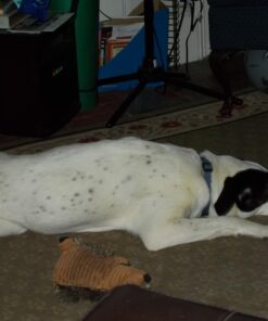 Jerky Treats Tender Beef Strips Dog Snacks 3.75 Pound (Pack of 1) 19 715w7enWaL