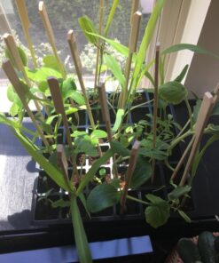 Burpee Self-Watering Seed Starter Tray, 72 Cells 72 Cell Self-Watering Starter 34 715wl0sLgZL