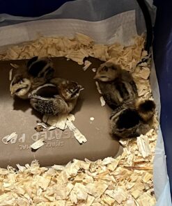 K&H Pet Products Thermo-Peep Heated Pad Tan Petite 9 X 12 Inches 36 715x5EPcDRL 1