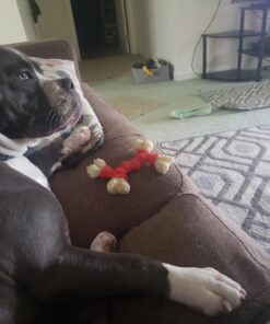 Nylabone Power Chew Double Bone Long Lasting Chew Toy for Dogs Medium - Up to 30 lbs. Medium up to 35 lbs. 34 715xJo23VPL