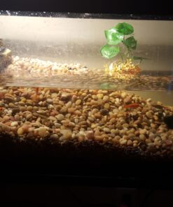Tetra Decorative ReptoFilter, Terrarium Filtration, Keeps Water Clear 57 715xUE6iivL