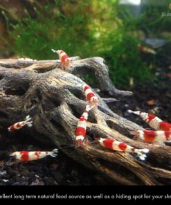 SunGrow Cholla Wood, 5” Climbing Logs, Chew Toy, Aquarium Fish, Snail & Shrimp Driftwood, Décor Adds Raw Beauty, 3 Pack (3 Pieces, 5 inches) 32 715xgt5iwL 3