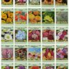 25 Slightly Assorted Flower Seed Packets - Includes 10+ Varieties - May Include: Forget Me Nots, Pinks, Marigolds, Zinnia, Wildflower, Poppy, Snapdragon and More - Made in the USA Original Version 20 715yaDSxFxS