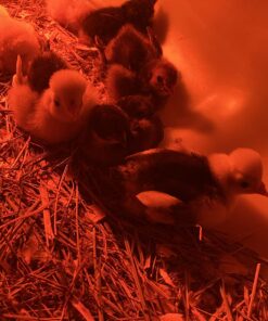 IncuView™ 3 Pro All-in-One Automatic Egg Incubator w Built-in Egg Turner, Incubator Warehouse, Countdown Hatch Timer, Auto-Off Egg Turner, Universal Egg Turner, Quail - Goose, 2022 49 716 3ngi2bL