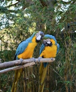 Nikon D3300 24.2 MP CMOS Digital SLR with Auto Focus-S DX NIKKOR 18-55mm f/3.5-5.6G VR II Zoom Lens (Red) 26 7161g6MEDGL