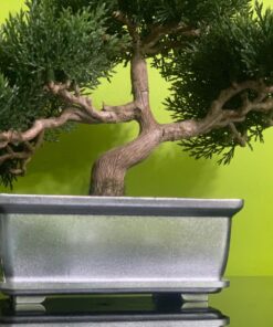 Artificial Japanese Cedar Bonsai Tree 9 inch Tall 25 7161jno zqL