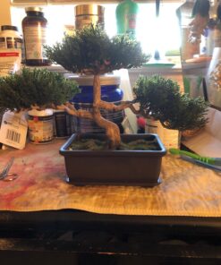 Artificial Japanese Cedar Bonsai Tree 9 inch Tall 24 7162Qx5oDDL