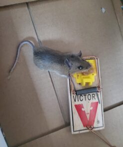 Victor 100061105 TRAP-4/PACK Easy Set Mouse Trap (4 Pack) 13 7164ZEQN8vL