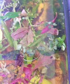 12 Water Spangles (Salvinia Minima), Live Aquarium/Aquatic/Floating/Pond/Freshwater Plant by G&Z 45 7165y1bzyyL 2