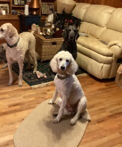 Pet 'n Shape Chik 'N Rice Dumbbells - All Natural Dog Treats, Chicken, 32 oz 2 Pound (Pack of 1) 34 7168G5oK qL