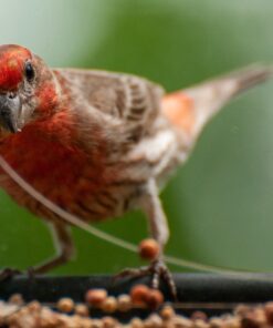 Large Clear Window Bird Feeder - Extended House with Strong Suction Cups - Steel Perch Sliding Feed Seed Tray - See Through Transparent Big Birdhouse - Wild Finch, Cardinal, Blue Jay - Cool Cat Gift 66 716CRqsJ5TL