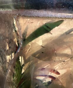 Chemi-Clean - 2 g 2g 48 716F7V2bbgL