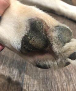 Natural Dog Company Paw Soother Balm, 2 oz. Tin, Dog Paw Cream and Lotion, Moisturizes & Soothes Irritated Paws & Elbows, Protects from Cracks & Wounds 2oz Tin 43 716FSEpwCgL