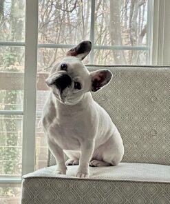 Stewart Freeze Dried Dog Treats, Beef Liver, Salmon, Chicken Liver & Chicken Breast, 3 oz, 4 oz, 12 oz, 14 oz, 21 oz, Resealable Tub, Grain Free & Gluten Free, Single Ingredient, Dog Training Treats 1.31 Pound (Pack of 1) 32 716FWyJfpL