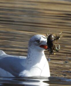 Nikon COOLPIX P900 Digital Camera (Black) 81 716O 5UL3DL