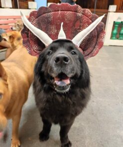 Animal Planet PET20104 Triceratops Dog Costume, Large 16 716OZ4T934L