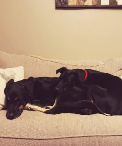 Purina Pro Plan High Protein, Digestive Health Large Breed Dry Dog Food, Chicken and Rice Formula - 34 Lb. Bag Chicken & Rice 34.00 Pound (Pack of 1) 40 716TeBL31L